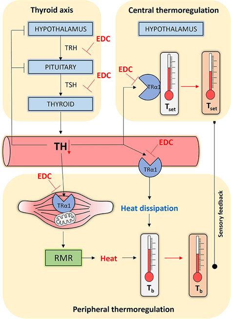 Frontiers | Is the Observed Decrease in Body Temperature During Industrialization Due to Thyroid ...