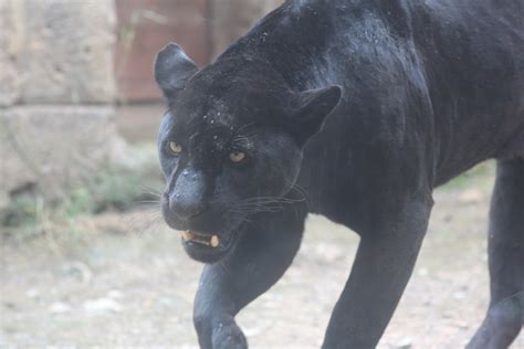 Female melanistic jaguar - ZooChat