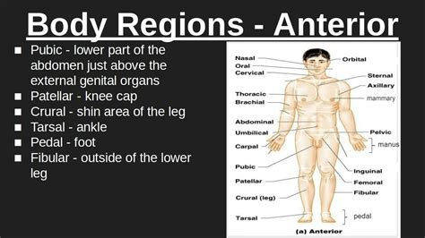 Body Regions