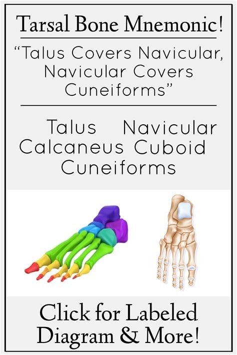 Bones of the Foot and Ankle Mnemonic: Tarsal Bone Anatomy, Names ...