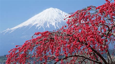 Download Blossom Japan Volcano Nature Mount Fuji HD Wallpaper