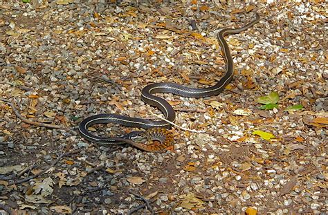 A Feeding Snake Photograph by Denise Mazzocco - Fine Art America