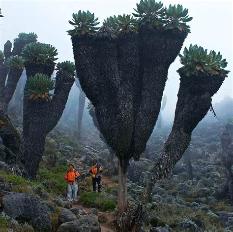 Giant Groundsels: The Prehistoric plants of Mount Kilimanjaro