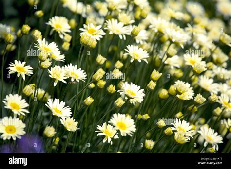 Anthemis tinctoria E C Buxton Stock Photo - Alamy