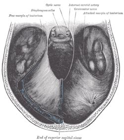 Cerebellar tentorium - Wikipedia