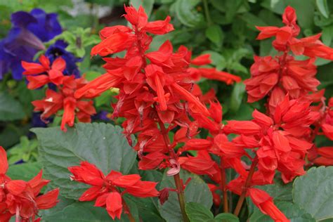 Salvia splendens