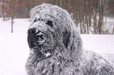 Newfoundland Snow Dog Photograph by Edie Ann Mendenhall