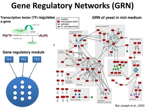 PPT - Reconstruction of Gene Regulatory Networks from RNA-Seq Data PowerPoint Presentation - ID ...