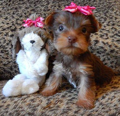 chocolate yorkie - Google Search | Teacup animals, Teacup yorkie, Yorkie