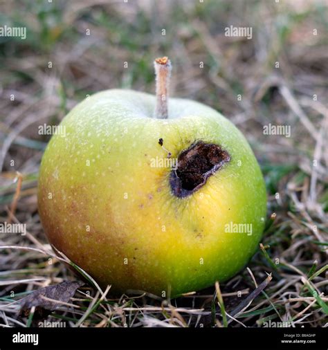 Apple ruined by codling moth damage Stock Photo - Alamy