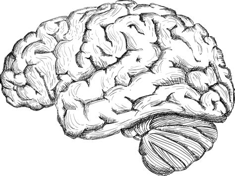 Human brain Drawing Cerebrum - Sketch the human brain png download - 2108*1583 - Free ...