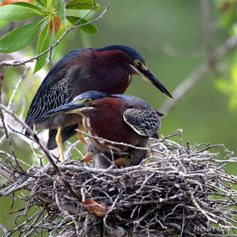 Green Heron Nest | Noni Cay Photography