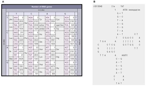 Amino Acid Anticodon Table | Awesome Home