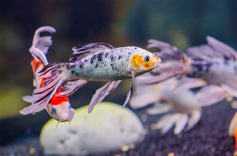 Butterfly Koi | Breed Advice and Info | zooplus Magazine