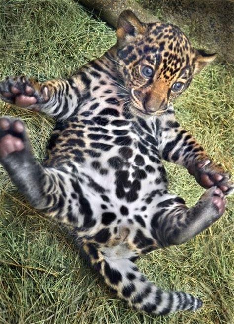 jaguar cubs on Tumblr