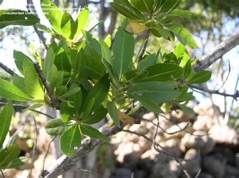 PlantFiles Pictures: Conocarpus Species, Button-Tree, Button Mangrove, Green Buttonwood, Silver ...