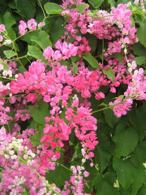 Flowering vines, Flowering creepers, Beautiful flowers