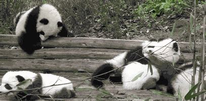 Baby Panda GIFs - Find & Share on GIPHY