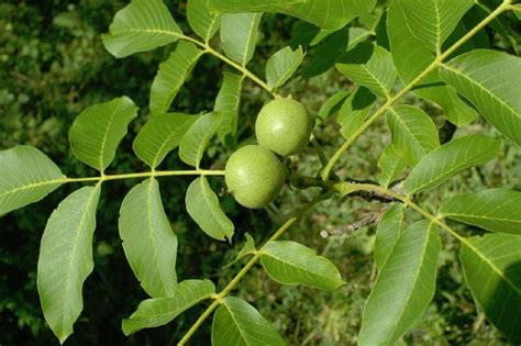 Green Black Walnut Tincture