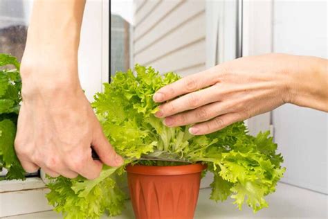 Tips for Growing Lettuce Indoors | Gardener’s Path