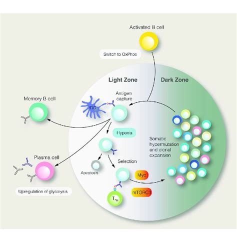 | The germinal centre reaction and its regulation by metabolic signals ...