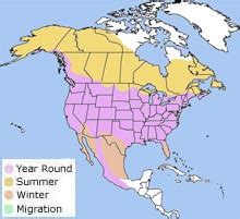 American Robin - Turdus migratorius - NatureWorks