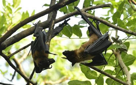 Nipah virus bats image - IASTODAY-BEST ONLINE IAS EXAM COACHING PORTAL