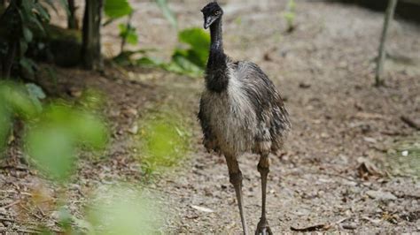 Emu - Bird Paradise | Mandai Wildlife Reserve