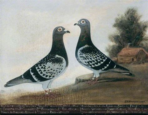 Racing Pigeons Edward Henry Windred (1875–1953) | Pigeon art, Bird art ...