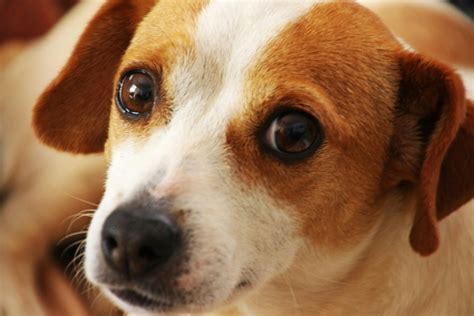 Close Up Photo of Short-coated Brown and White Dog · Free Stock Photo