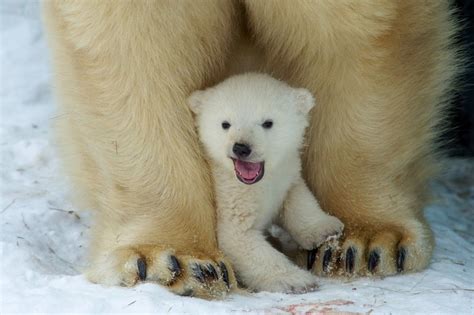 Why do polar bears look so white? | Baby polar bears, Polar bear cub, Polar bear