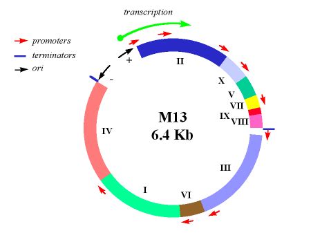 M13 bacteriophage - Alchetron, The Free Social Encyclopedia