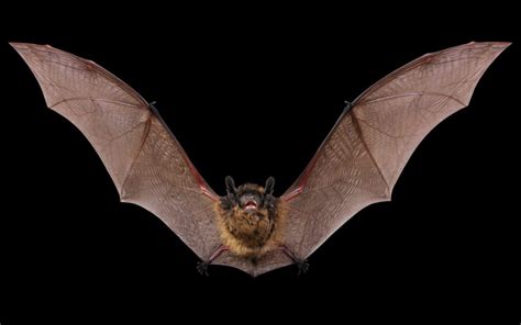 Bat Control: Signs of a Bat Infestation | ABC Humane Wildlife Control and Prevention