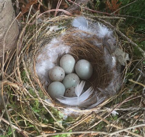 Greenfinch nest. Bird Nest Craft, Bird Nests, Bird Egg Identification ...