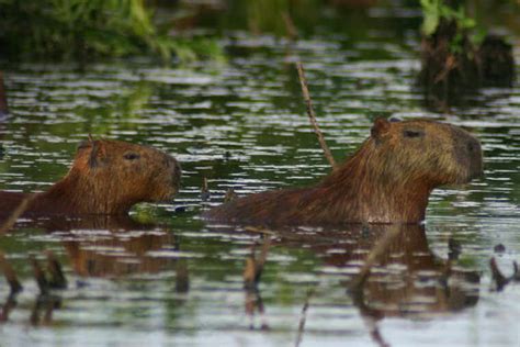 Topo 99+ imagem animales capibara - Abzlocal.mx