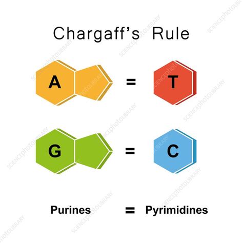 Chargaff's rule, illustration - Stock Image - F041/9810 - Science Photo ...