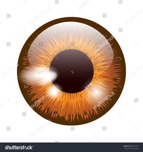 Brown Eye Vector Stock Vector (Royalty Free) 484814329 | Shutterstock