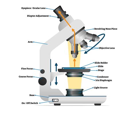 😍 How is a light microscope similar to an electron microscope. How are ...