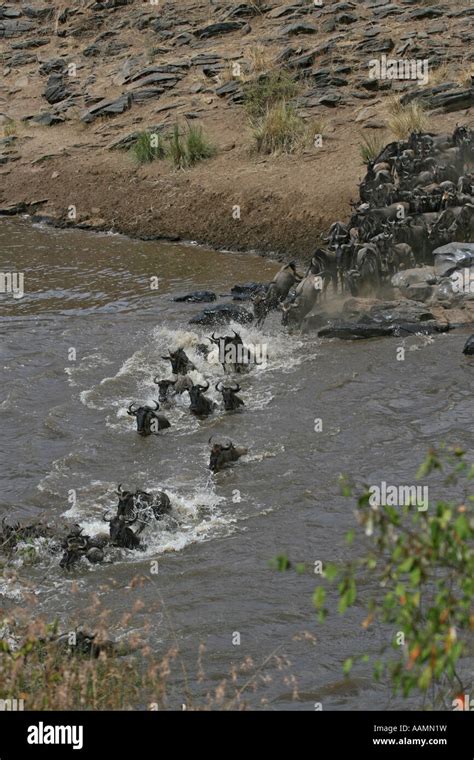 Wildebeest stampede across the Mara river in Kenya's Masai Mara ...