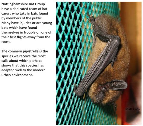 Common Pipistrelle – Nottinghamshire Bat Group