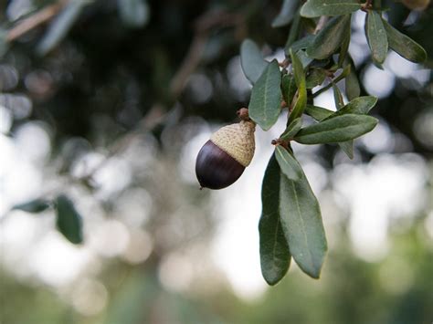 Live Oak Tree - Dallas, Texas - Treeland Nursery