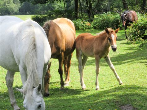 Where To See New Forest Ponies In Hampshire