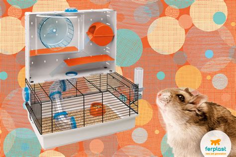 The dwarf Roborovski hamster: characteristics and needs - LOVE FERPLAST