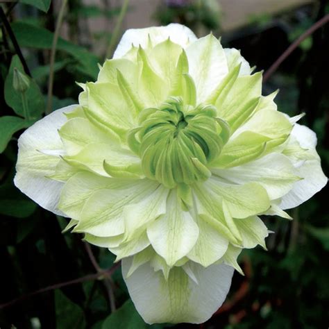 Clematis florida Alba Plena - Clearview Horticultural Products