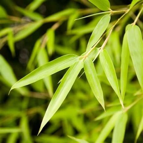 Bamboo Identification | Environet