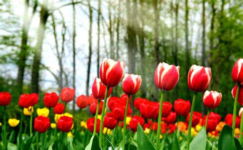 Tulip Flower Desktop Wallpapers | Best Flower Site