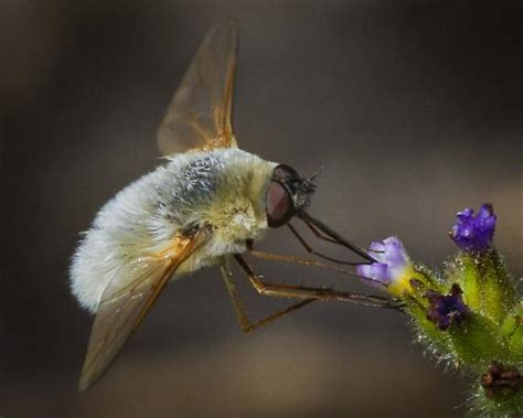 Bombyliidae, Bee flies- ID please - Systoechus candidulus - BugGuide.Net