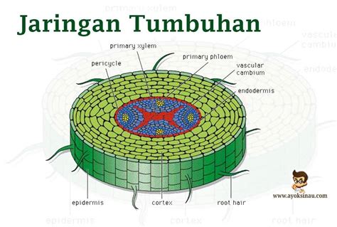 Jaringan Hewan Dan Tumbuhan - Riset