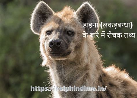 हाइना के बारे में रोचक तथ्य - Help Hindi Me