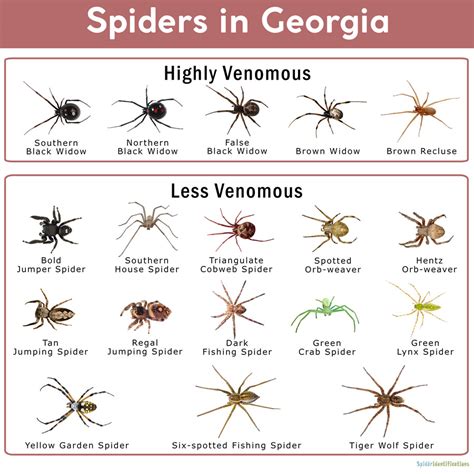 Spiders in Georgia: List with Pictures